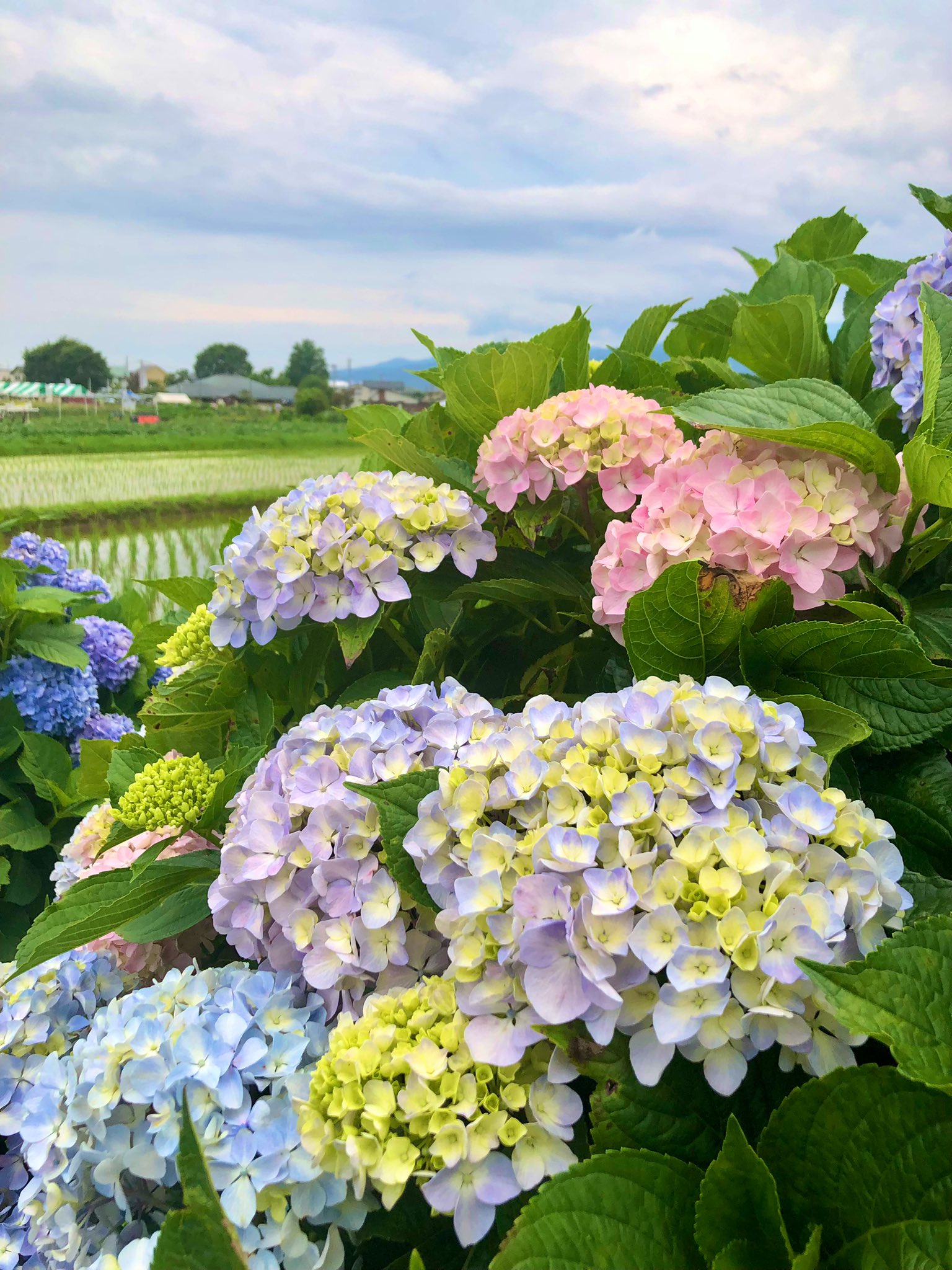 A_zzz☆油彩あじさい紫陽花F0号さとうしょう/額破損/絵の具剥離