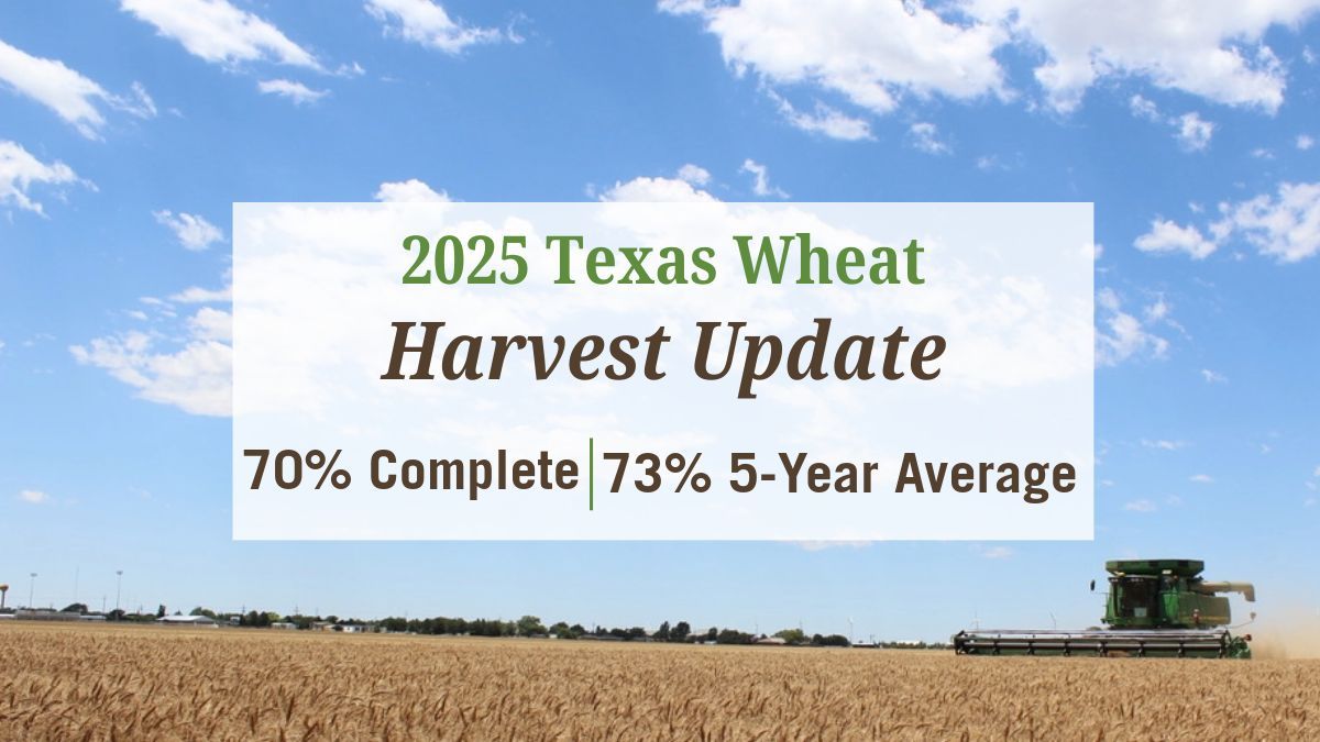 Harvest has progressed quickly after multiple days of high temperatures and limited rainfall. Producers in the Rolling Plains and Blacklands are back in the field despite muddy conditions, and Panhandle growers are 12-15 percent complete. buff.ly/hHAGnDq