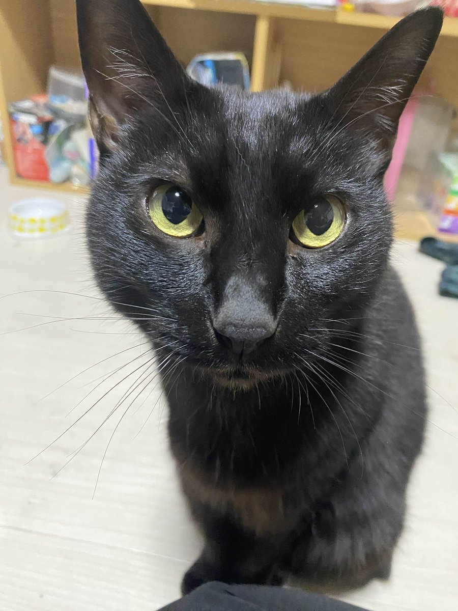 三毛猫 (@mike_neko13) / X