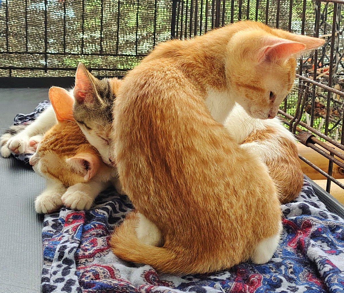 Nick Pettigrew tweet media