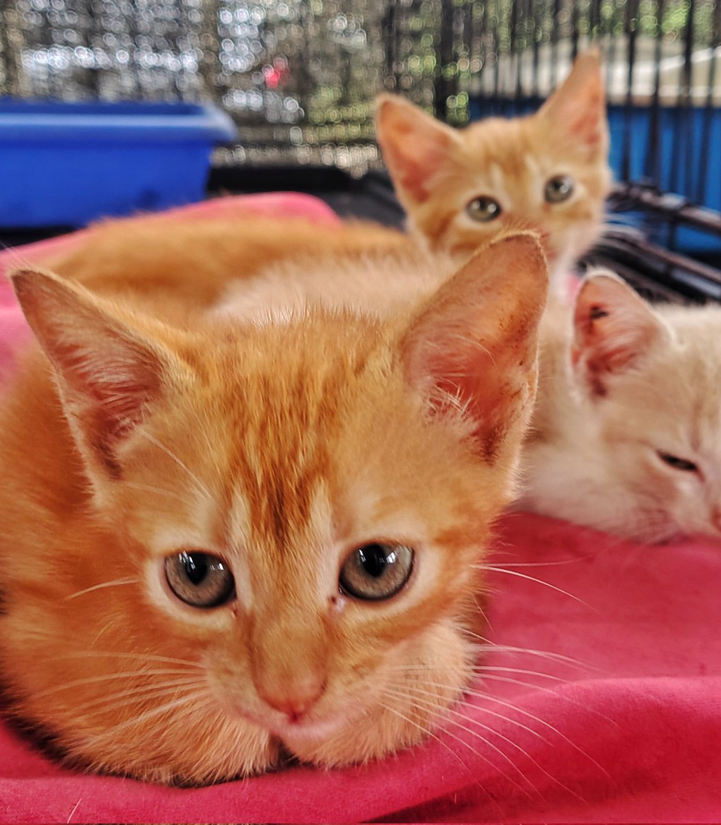 Nick Pettigrew tweet media