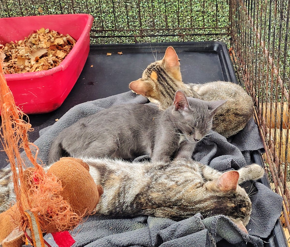 Nick Pettigrew tweet media