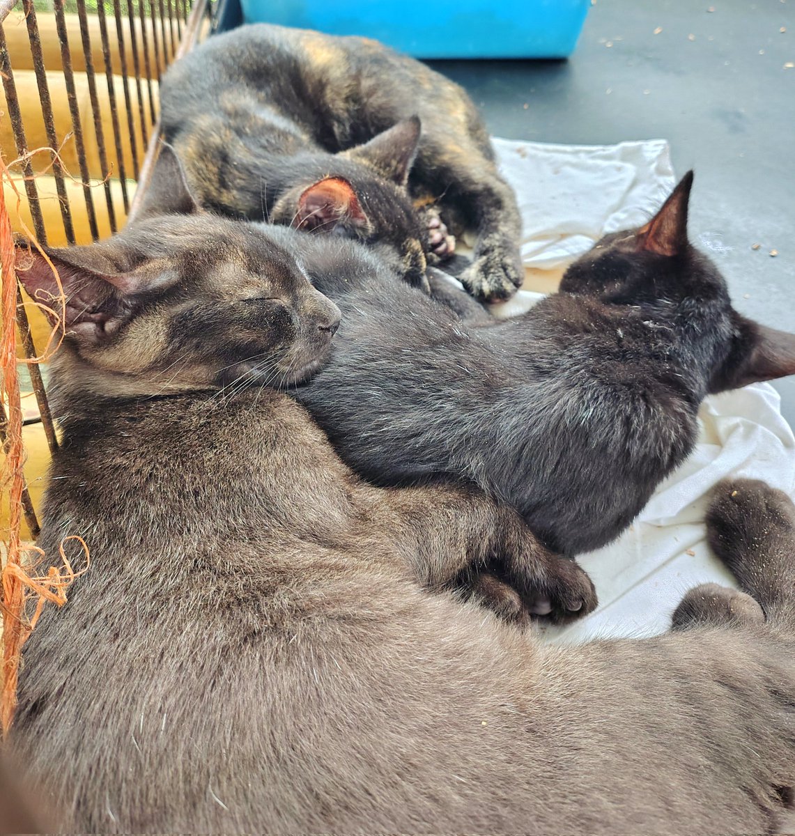 Another shift in the cat shelter today. Got scratched up by some  grumpy kittens and dealt with a lot of poop. They do great work and need donations, so if you have a few quid spare:
paypal.com/donate/?hosted…