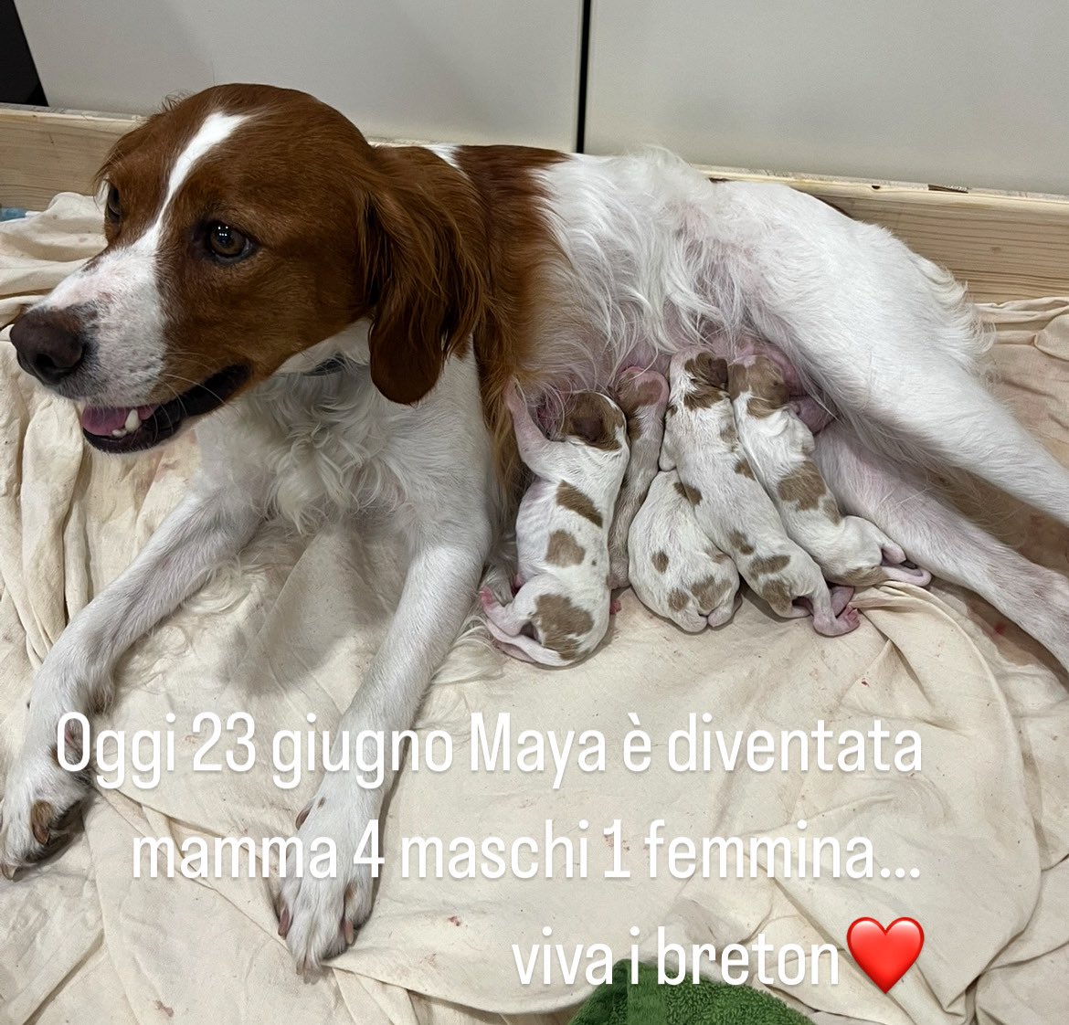 #oggi Maya è diventata mamma❤️