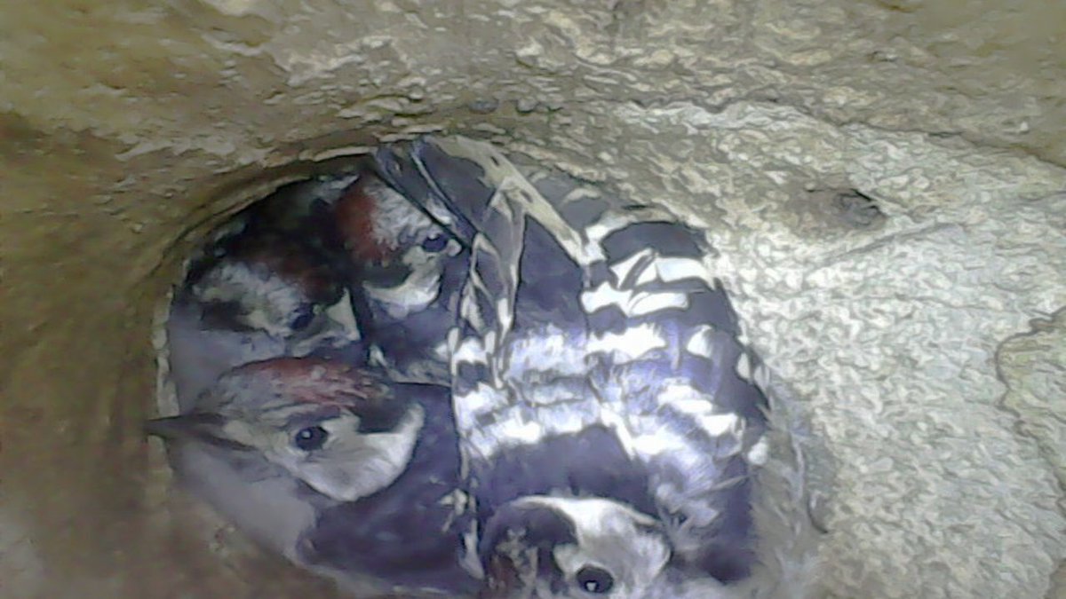 lesserspotnet's tweet image. 2025 was a record breeding season for Lesser Spotted Woodpecker nests monitored by our volunteers. None failed & where we were able to check the nest contents the number of chicks fledged was the highest since we started the project in 2015. Full story woodpecker-network.org.uk