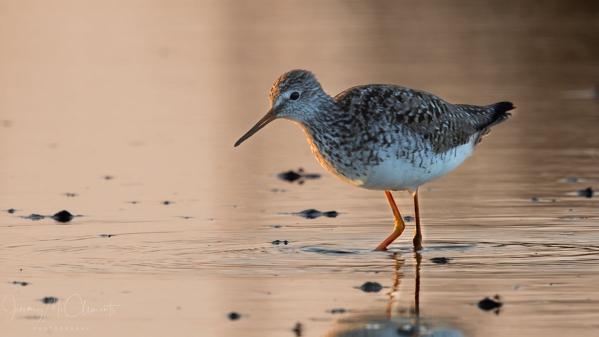 Lesser Yellowlegs this evening at Pennington Marsh after hours of searching through the Redshank it revealed itself.
<a href="/LymKeyRanger/">Lymington-Keyhaven Nature Reserve</a> <a href="/BirdGuides/">BirdGuides</a> <a href="/HOSbirding/">Hampshire Ornithological Society</a> #birdphotography #birding