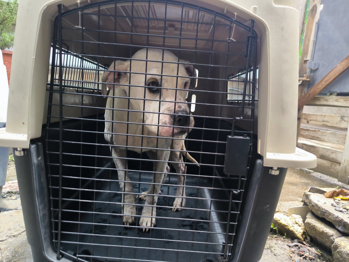 Rescatamos de una situación de maltrato a 2 perros 🐶  de un paraje en San Jerónimo Nativitas, #Xochimilco. Ambos ejemplares caninos padecen de sarna y uno de ellos, presenta lesiones en la parte genital. Recibirán atención ⚕️ veterinaria y resguardo 🏡 por una protectora indep.