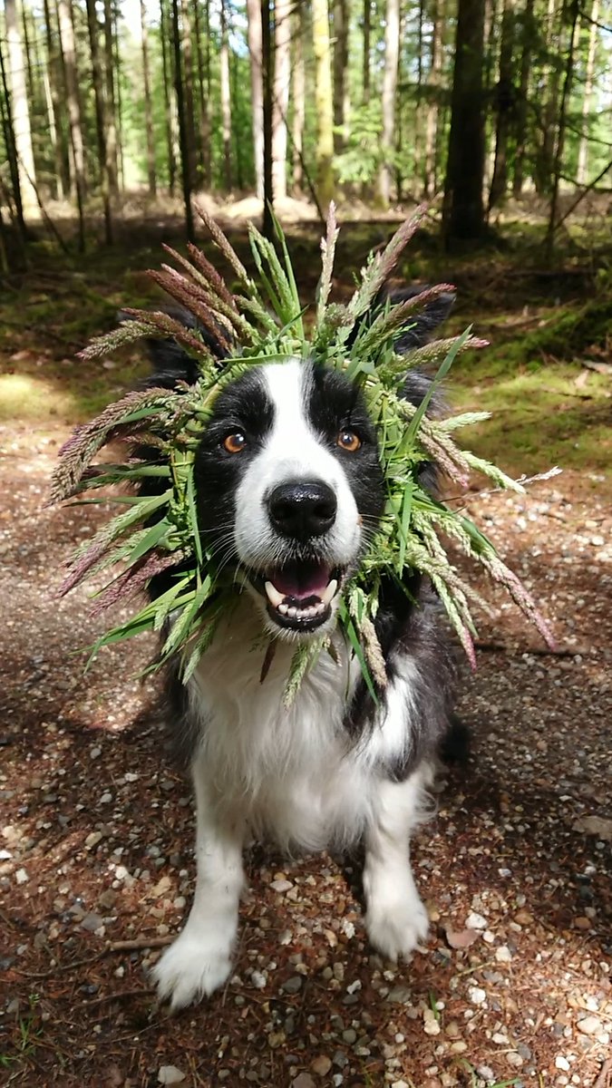 mengbaek's tweet photo. @Phil_Sledge I have lost my beautiful dog, Bastian, two years ago, and my cheeky budgie, Arnold, this year. Both from cancer https://t.co/MjTLlT2enO
