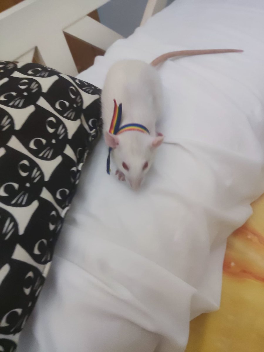 gex⚝!!🐀🐀🐀 tweet media