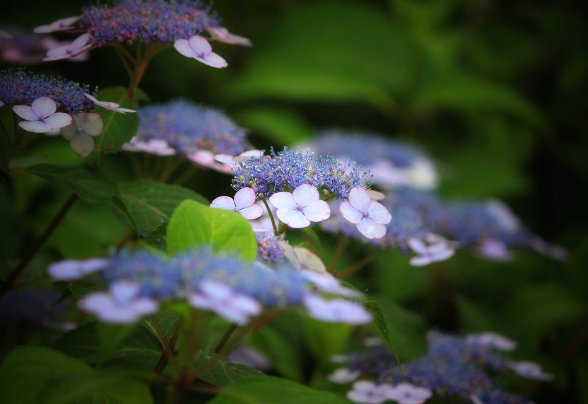 Good morning !

The梅雨空の朝です☂️
心身的にスイッチOFF
眠い だるい さぼりたい
梅雨によく起こりがちな症状w
ぼちぼち頑張ります

#おはようございます #紫陽花