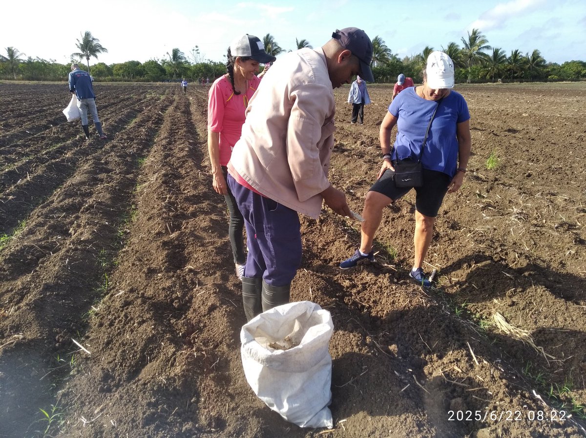 Radio Bayatabo (@radiobayatabo) on Twitter photo 👉Domingo de victoria para los mineños, la participación de todos los organismos en el trabajo productivo realizado en Sebastopol área productiva dónde se organizó la siembra de yuca.#MinasEn26
#Camagüey
<a href="/cadenagramonte/">Cadena Agramonte</a> <a href="/cadenagramonte/">Cadena Agramonte</a>
<a href="/AsambleaCuba/">Asamblea Nacional Cuba</a> 👉Domingo de victoria para los mineños, la participación de todos los organismos en el trabajo productivo realizado en Sebastopol área productiva dónde se organizó la siembra de yuca.#MinasEn26
#Camagüey
<a href="/cadenagramonte/">Cadena Agramonte</a> <a href="/cadenagramonte/">Cadena Agramonte</a>
<a href="/AsambleaCuba/">Asamblea Nacional Cuba</a>