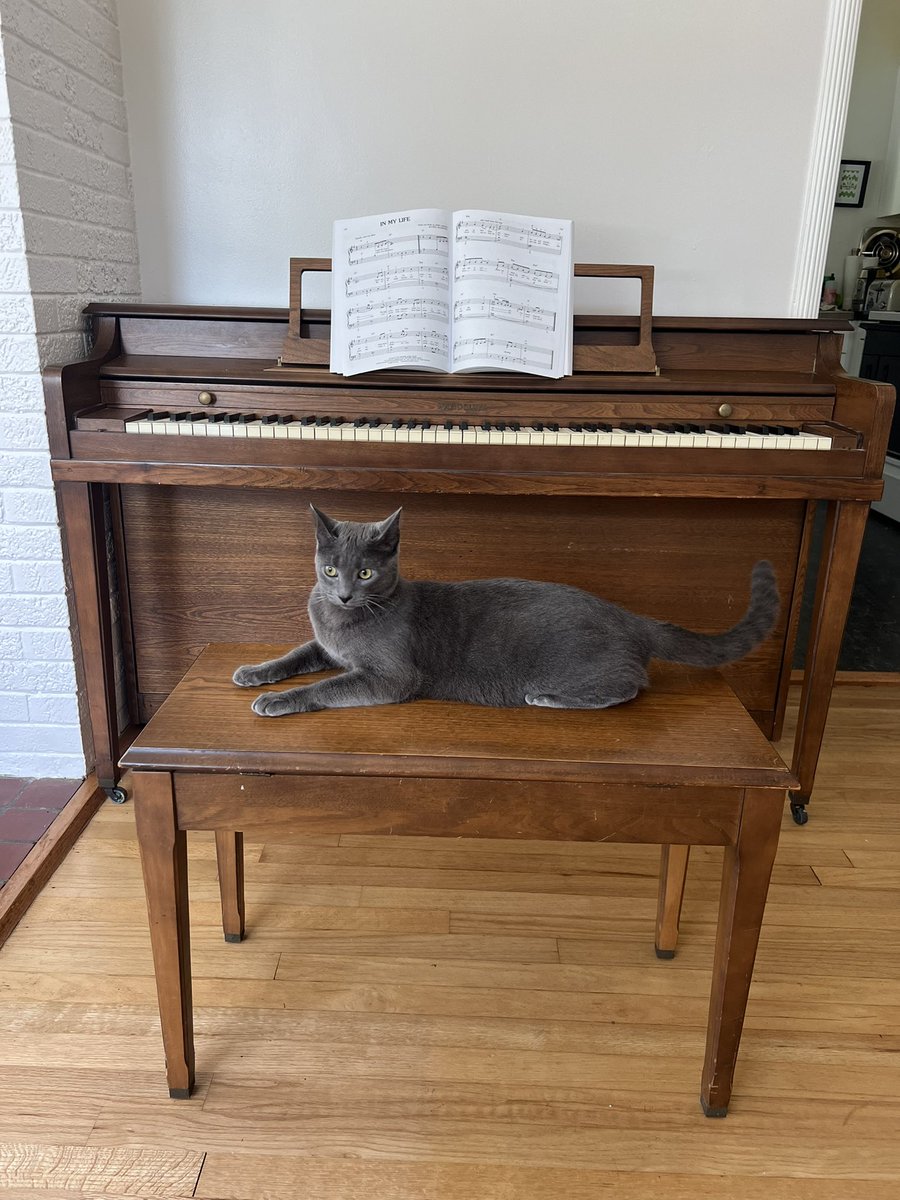 🎹🐈‍⬛