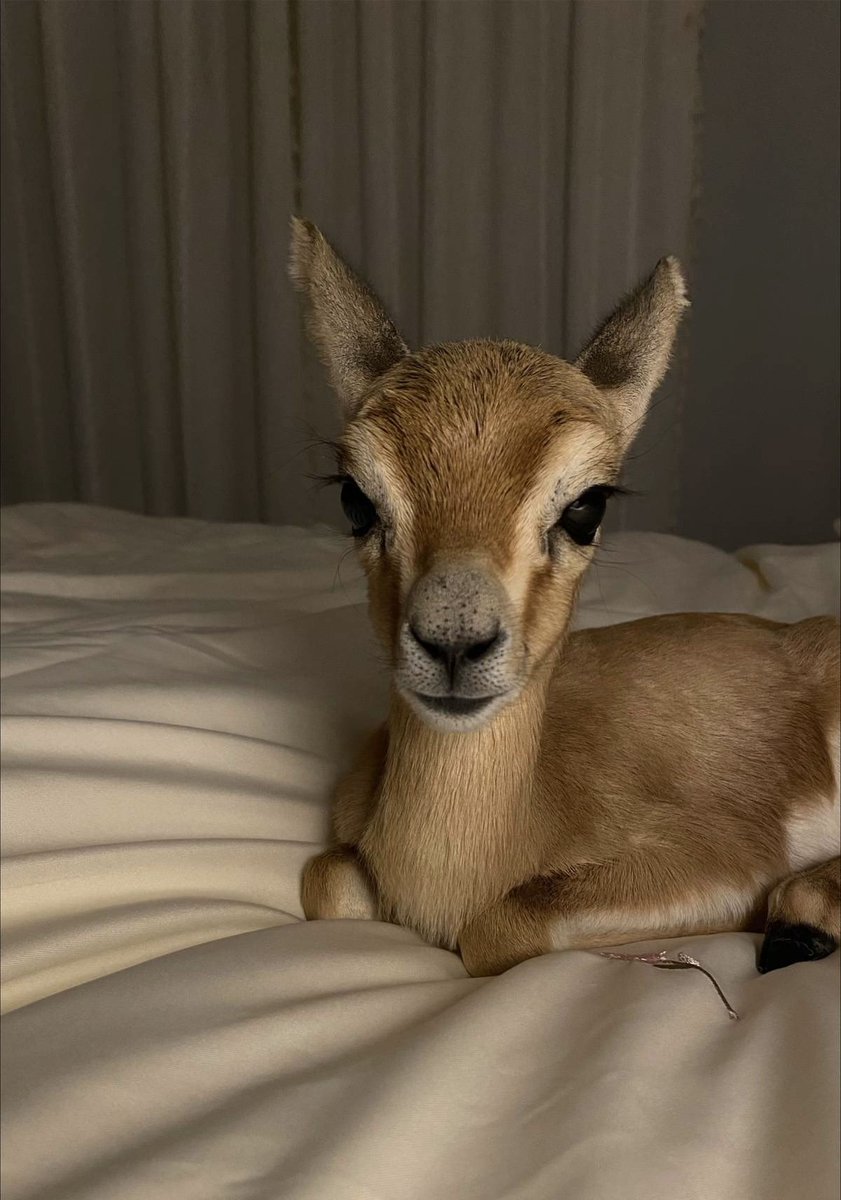 "الشّادن" صغير الغزال 🦌🤎.