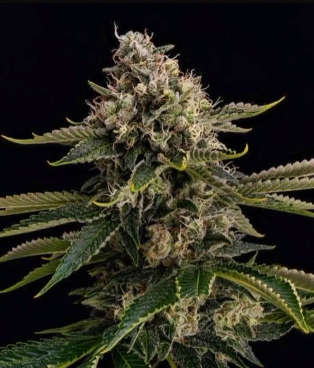 RS11 🌈
Pink Guava x Sunset Sherbert
Feminized cannabis seed

kannabia.com/es/semillas-ma…