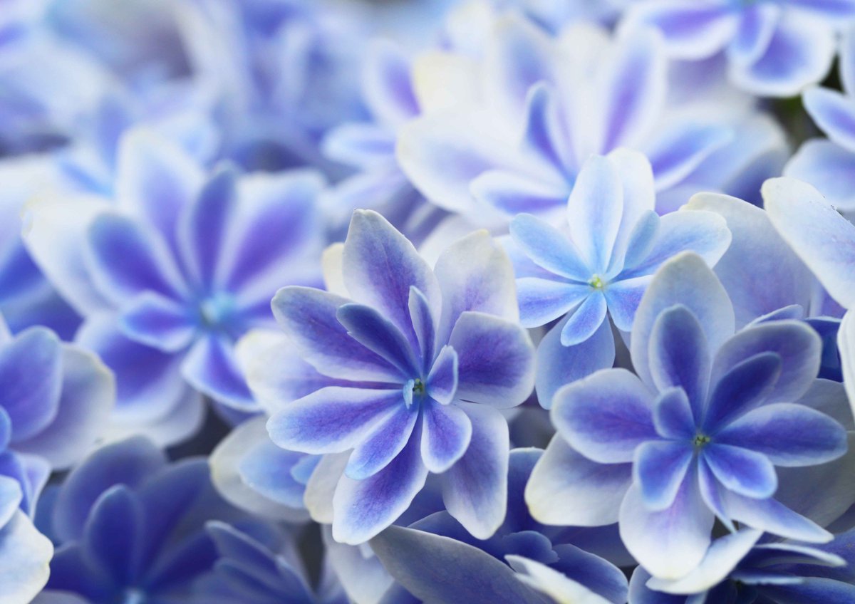 島根県で作出された新種の紫陽花「万華鏡」。じめじめした梅雨の暑さを忘れてくれる、涼やかなブルーです(^^)