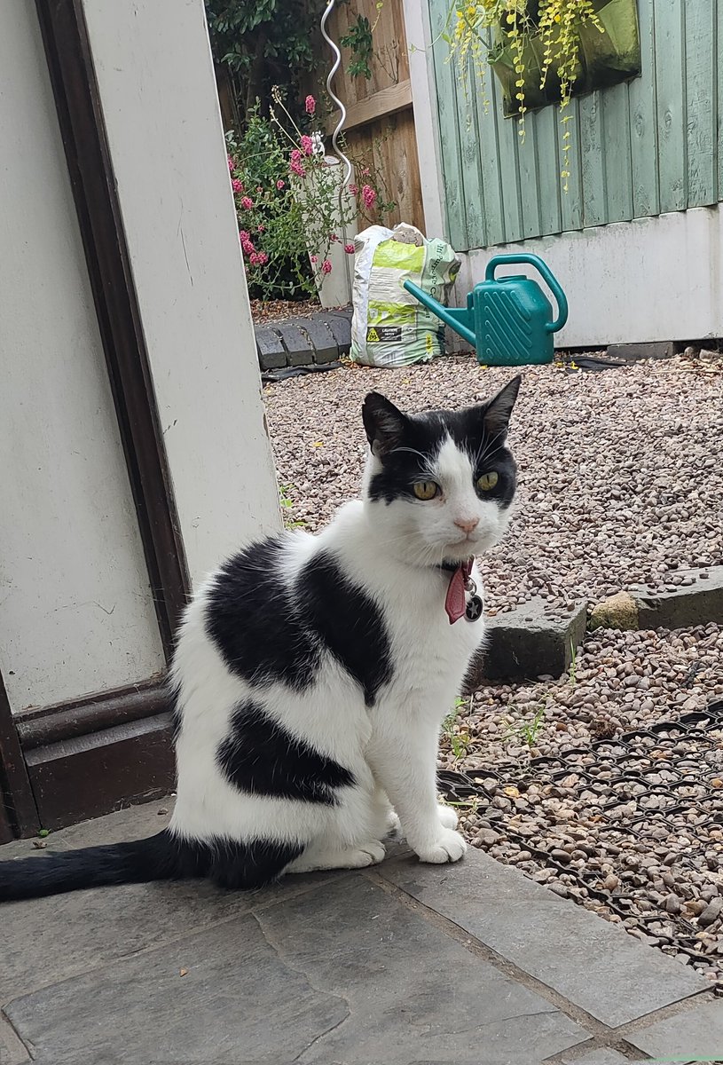 Mom it's cooler today 😻☺️not so hot🥵
#cats #hot