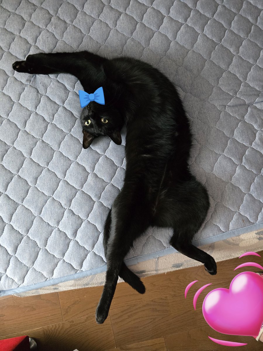 しん君のイナバウアー😆🐈‍⬛😆

右のは顔も見せちゃってる🤣

#黒猫
#猫のいる暮らし