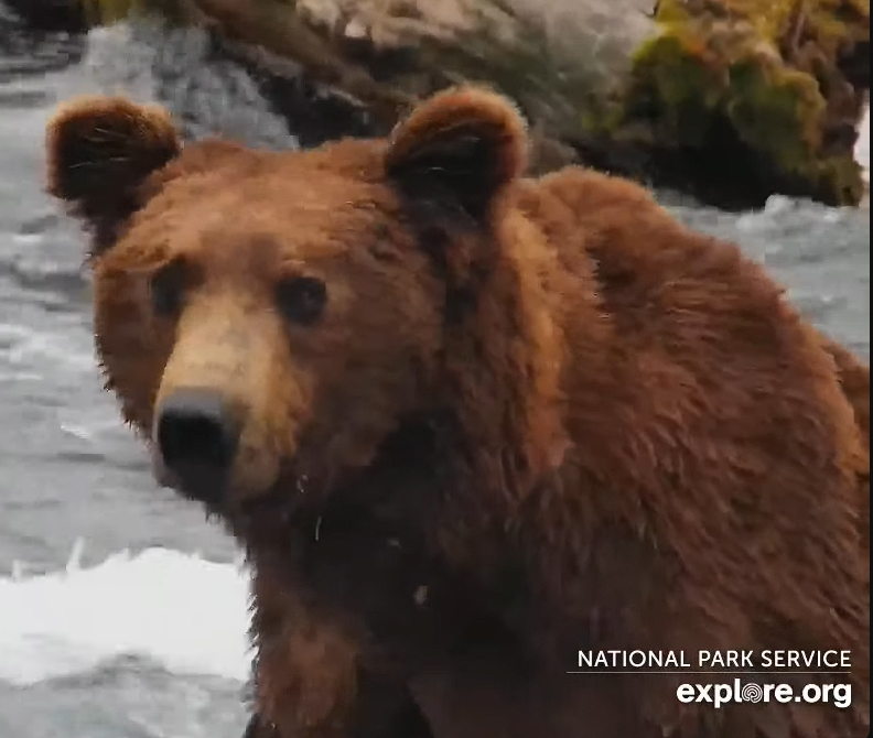 MadzForDragons's tweet photo. That's better! Welcome back 151 Walker! 🐻❤️ 
#katmai #brooksfalls #bearcams #Alaska #151walker
#hotwalker https://t.co/6yH80cLM6s