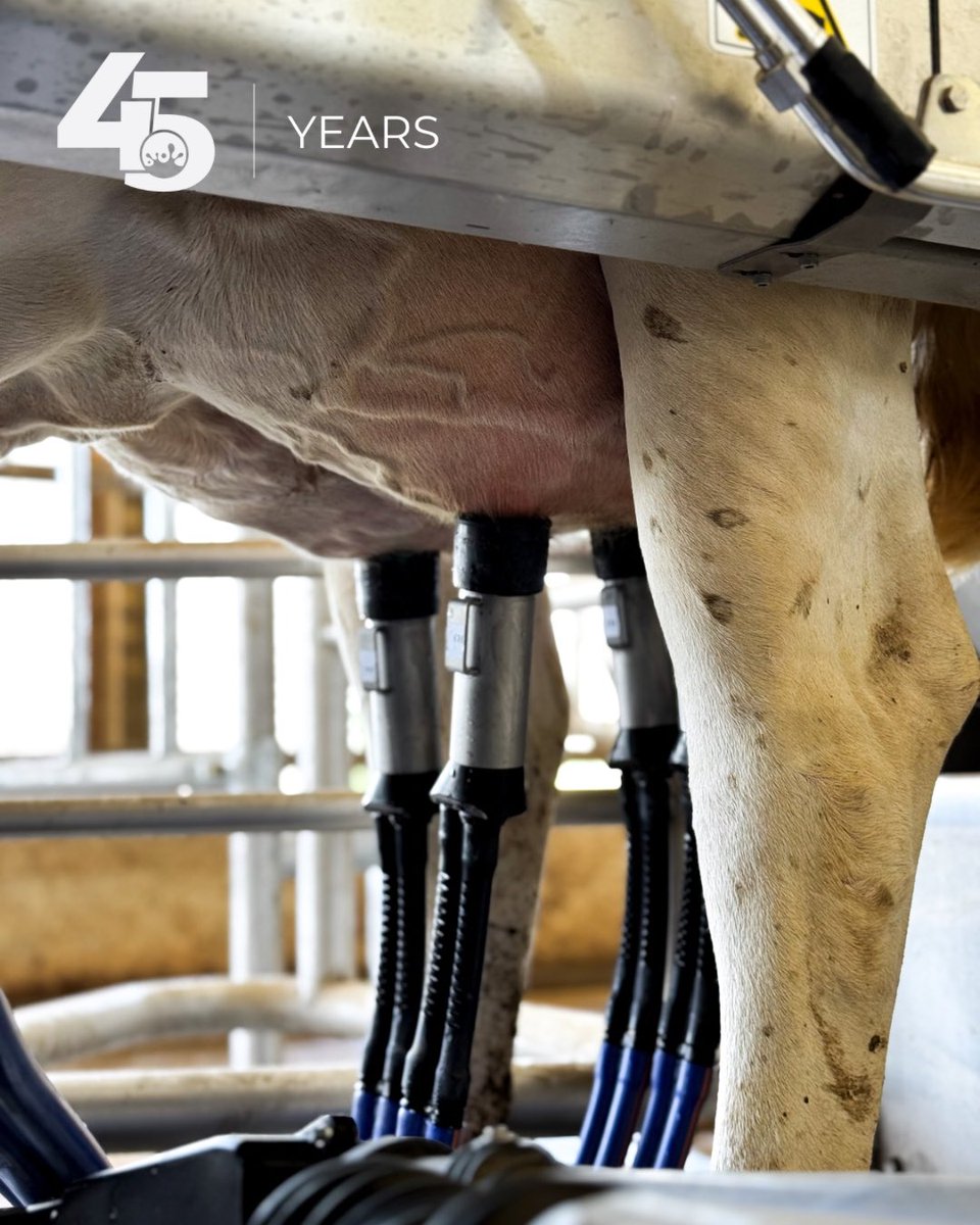 🎉 Congratulations to the McLaren family of Larenwood Farms Ltd. in Oxford county on the startup of the first stage of their robotic milking project!

The first two DeLaval V310s fired up just after lunch today, and the cows are already learning the ropes with the guided flow