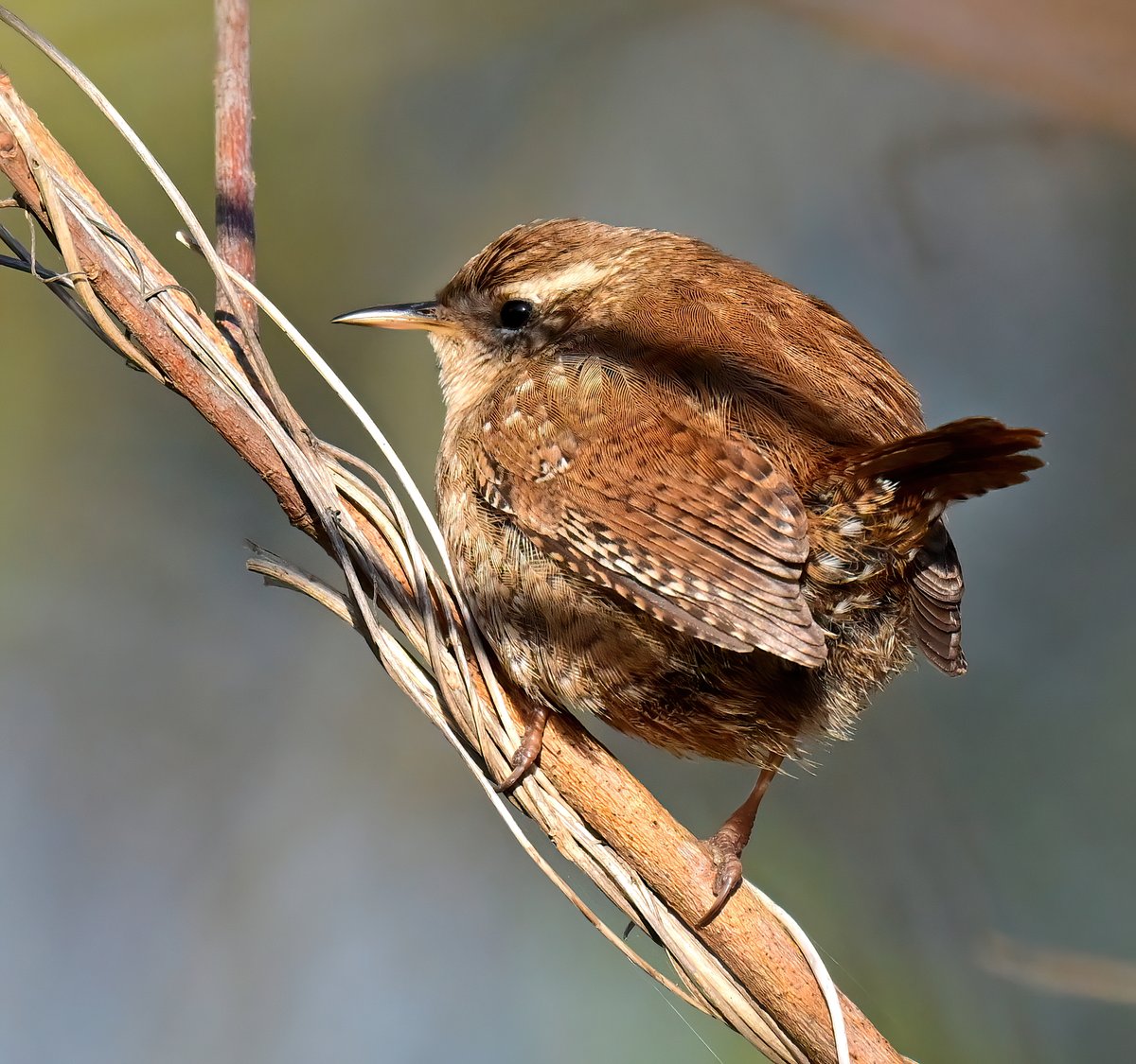 Cute Wren at RSPB Ham Wall in Somerset recently. 😊🐦😍