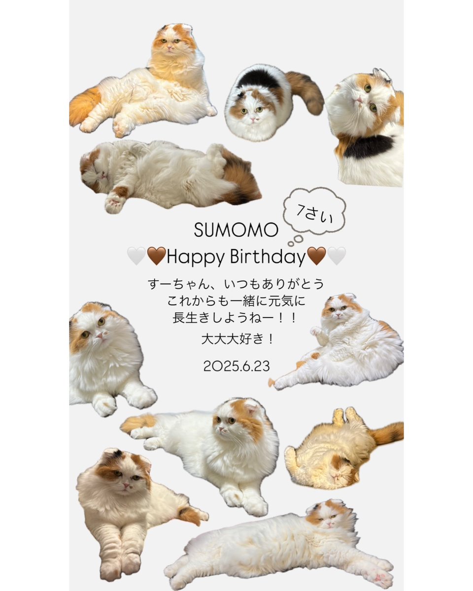 chika_t_p's tweet image. 🤎🤍🐈🤍🤎🐈🤎🤍🐈🤍🤎
   
   すーちゃん7さいになりました
          おめでとう！大好き！

🤎🤍🐈🤍🤎🐈🤎🤍🐈🤍🤎