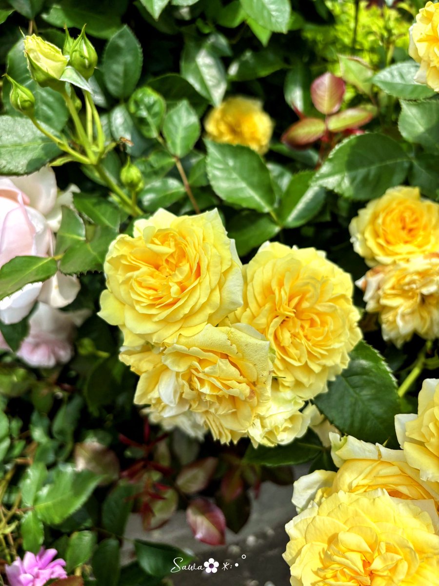 .𓈒𖡼𓂂𓏲𓆸܀𓂃.𓈒𖡼𓂂𓏲𓆸܀𓂃.𓈒𖡼𓂂𓏲𓆸܀
　　　　✿𝕋𝕙𝕒𝕟𝕜 𝕪𝕠𝕦✿

　　　おはようございます💛

穏やかな心の風景を描いているような
平和の証💛黄色の薔薇

🔖花言葉は
　　「友情、平和、思いやり、幸福」

　笑顔溢れる素敵な一日に
　なりますように🎀