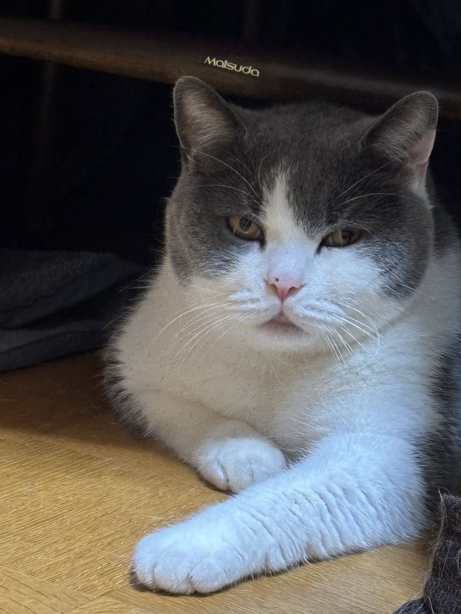 おはようなのだ🦝
司法書士試験本番まであと12日‼️
むっちりボディ氏の厳しい監視の中、勉強頑張っているのだ！