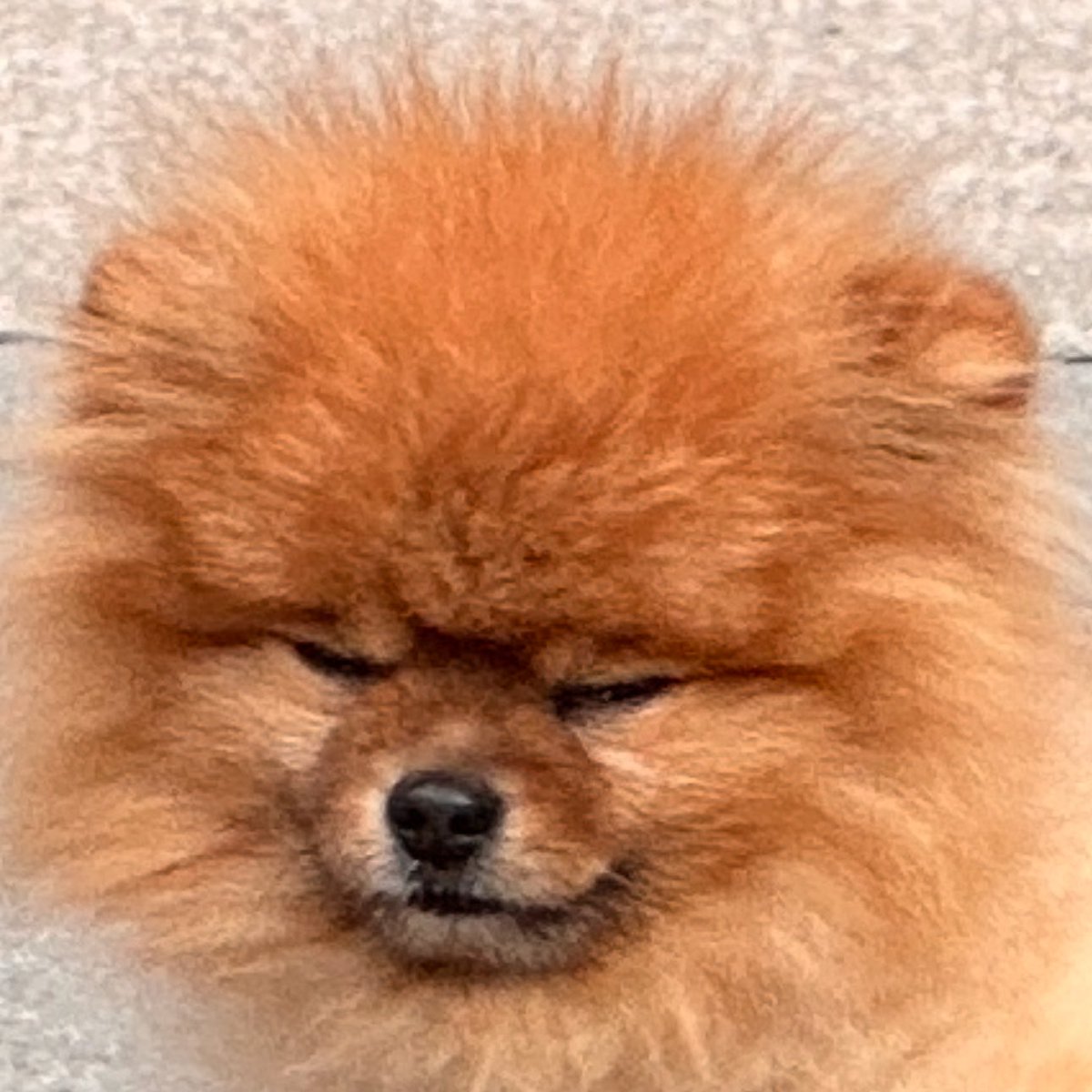Mandom5354's tweet photo. 【#醜照】  
屙尿要專心，閉目唔分心。
🐶🎀🐶🎀🐶🎀 
ฅ•ﻌ•ฅ 
#pomeranian #博美 #松鼠狗 #ポメラニアン #伊貝 #pomeeevee #イーブイ #ポメ #ペット #ポメラニアン大好き #ポメラニアンが世界一可愛 #いぬのきもち https://t.co/dPUU3qCeWN