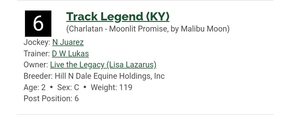 positive horse fan tweet media