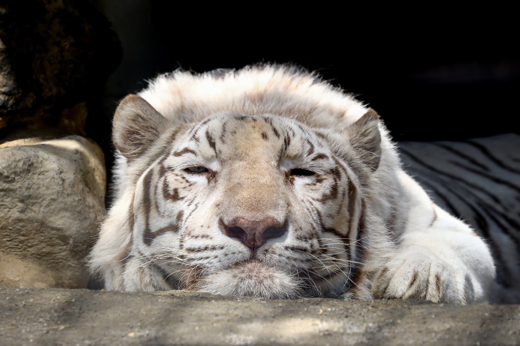 東武動物公園　ホワイトタイガー　卯年 ふわふわ白トラ赤ちゃん 東武動物公園で1月公開 まるで
