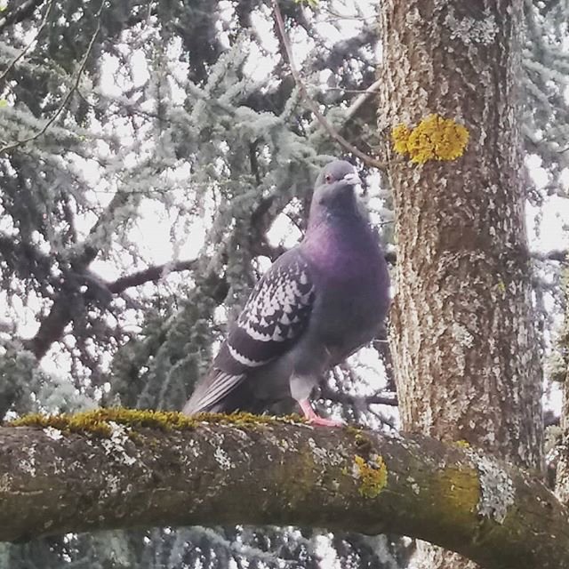 a_london_pigeon's tweet photo. From a defunct account ..
#France A feral pigeon perching in a tree .. not often seen, or photographed.
📷 Isabelle Bauthian #April2018 https://t.co/HIldOE4i5t