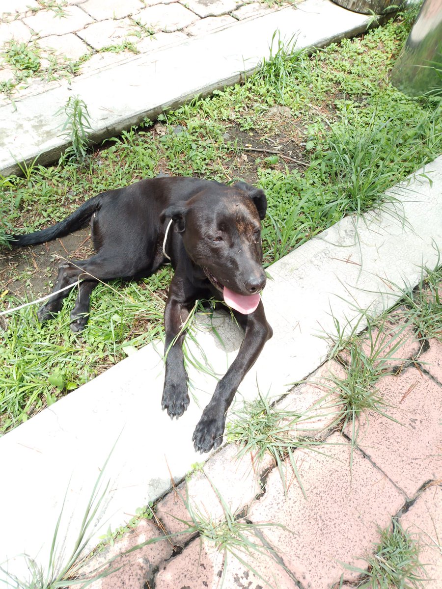 Perrita encontrada en la UNAM.  Se busca hogar temporal o definitivo. Gracias por compartir. 🐶🙏🥹