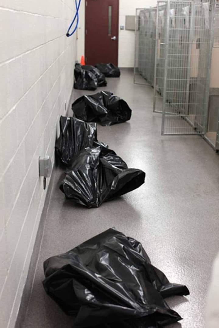 Gianni A. Sarcone (@gsarcone) on Twitter photo Looks like just a photo: seven trash bags on a shelter floor, cages empty, no dogs. This is what abandonment looks like. Millions of pets are euthanized yearly—not for illness, but because they’re unwanted.
Don’t adopt if your furniture, time, or plans matter more than loyalty. Looks like just a photo: seven trash bags on a shelter floor, cages empty, no dogs. This is what abandonment looks like. Millions of pets are euthanized yearly—not for illness, but because they’re unwanted.
Don’t adopt if your furniture, time, or plans matter more than loyalty.
