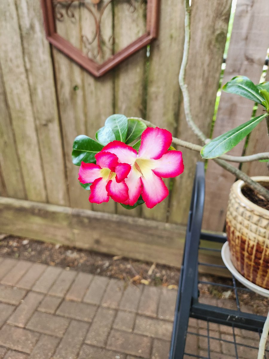 Jakeplus2's tweet image. A Desert Rose flower. This plant hasn't bloomed in a couple of years. 😄