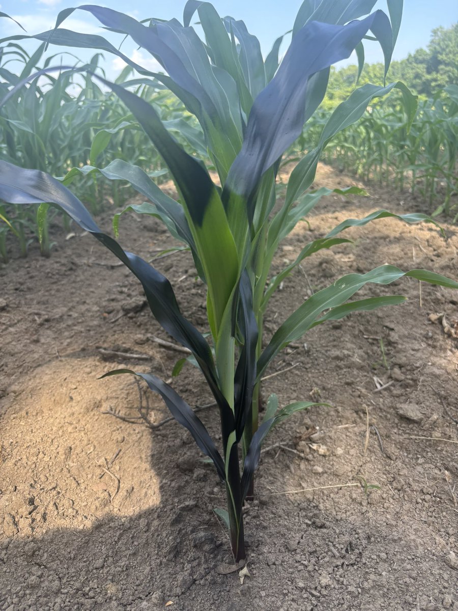 24 hours growth! This heat and humidity has fields changing quickly