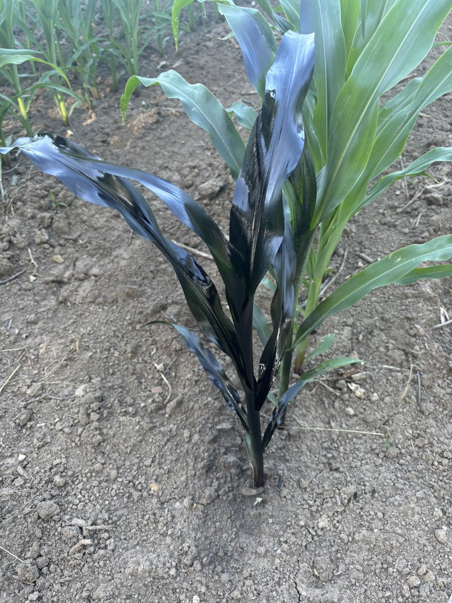 Wayde Looker tweet media