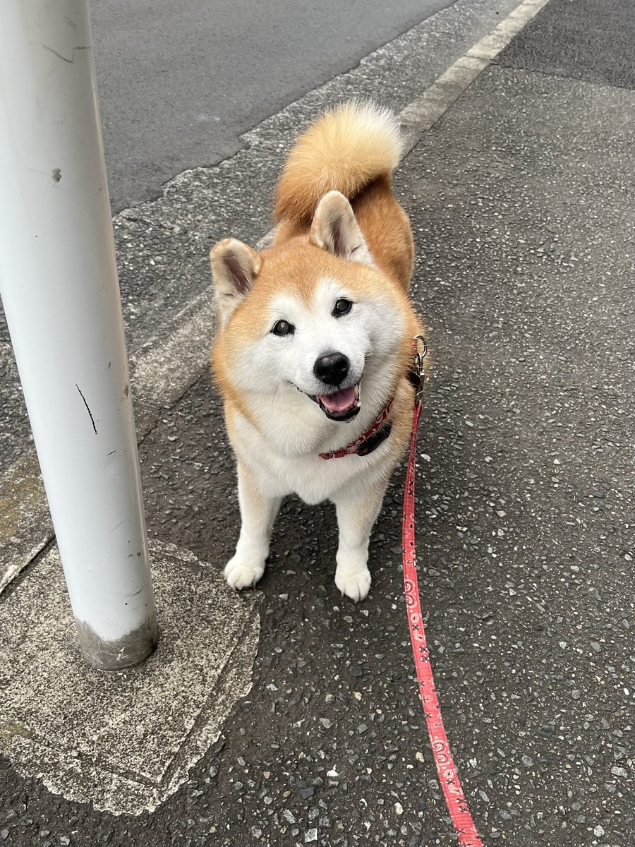 朝5時からにこにこ散歩♪
おはようございます ·͜·