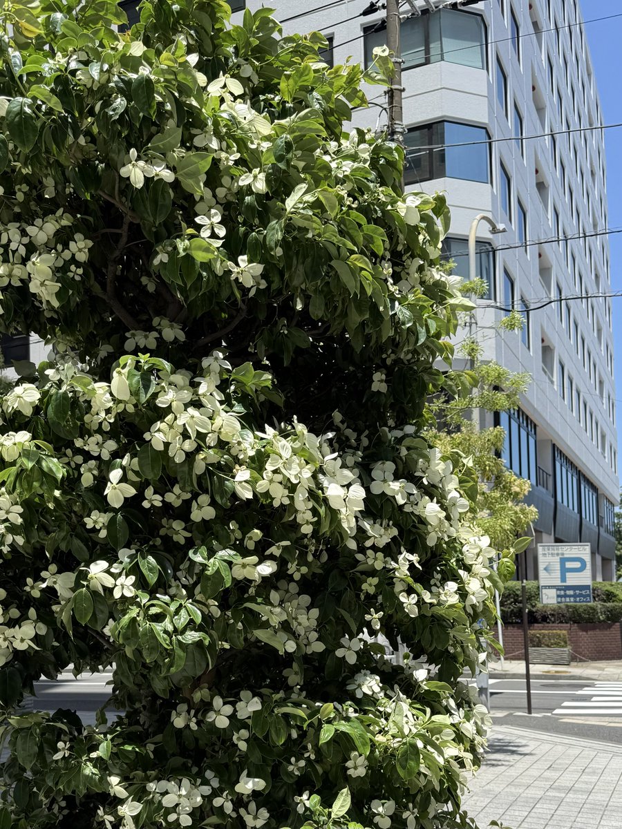 おはようございます😃
今朝の横浜は25.0℃☁️
かなり蒸し暑い🥹

1987年の今日、
北海道の釧路湿原が国立公園に指定

心穏やかな一日になりますように🍃

#6月24日 
#空飛ぶ円盤記念日 
#UFOキャッチャーの日 
#五月雨忌 
#六角精児🎂