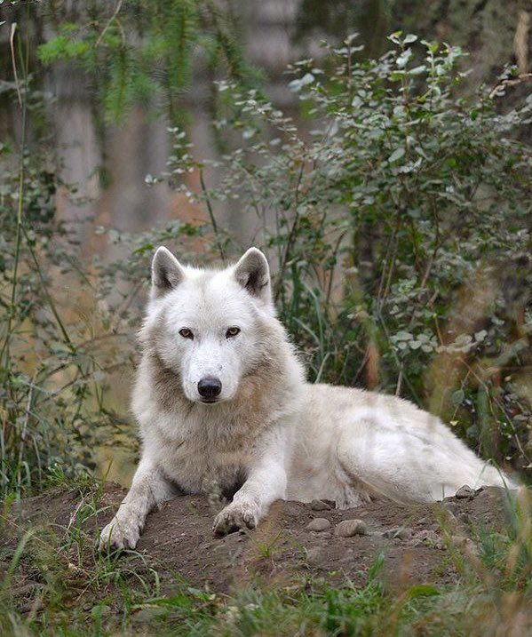 The Fire behind all things