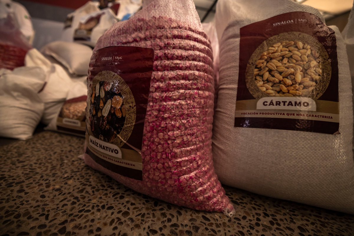 El campo es la raíz que alimenta a Sinaloa.

El gobernador <a href="/rochamoya_/">Rubén Rocha Moya</a> dio inicio a la entrega de semilla y forraje para más de 7 mil productoras y productores temporaleros y pequeños ganaderos.
Cacahuate, sorgo, maíz nativo, frijol, garbanzo y cártamo llegarán directamente a