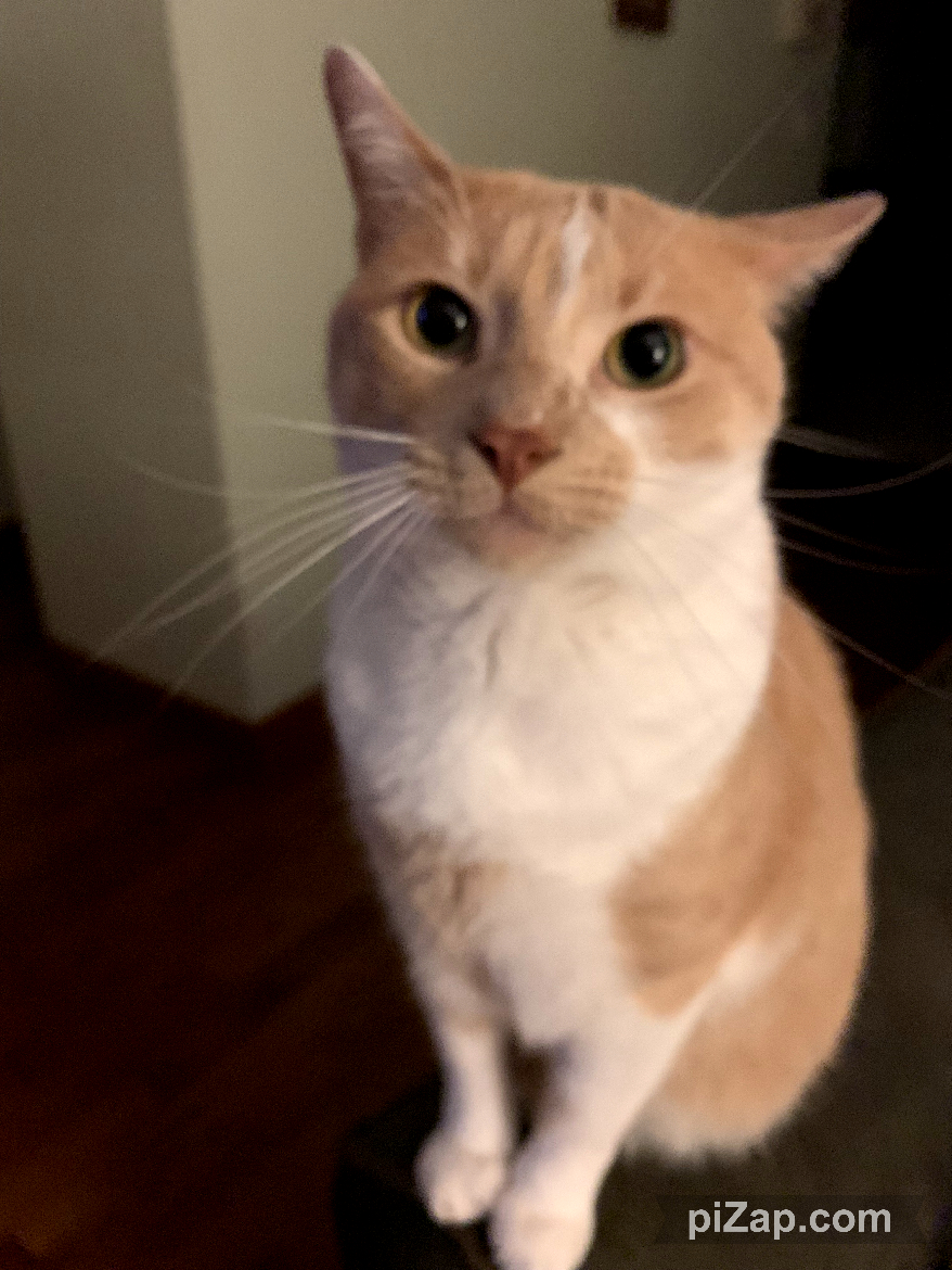 NYC's DEATH ROW CATS tweet media