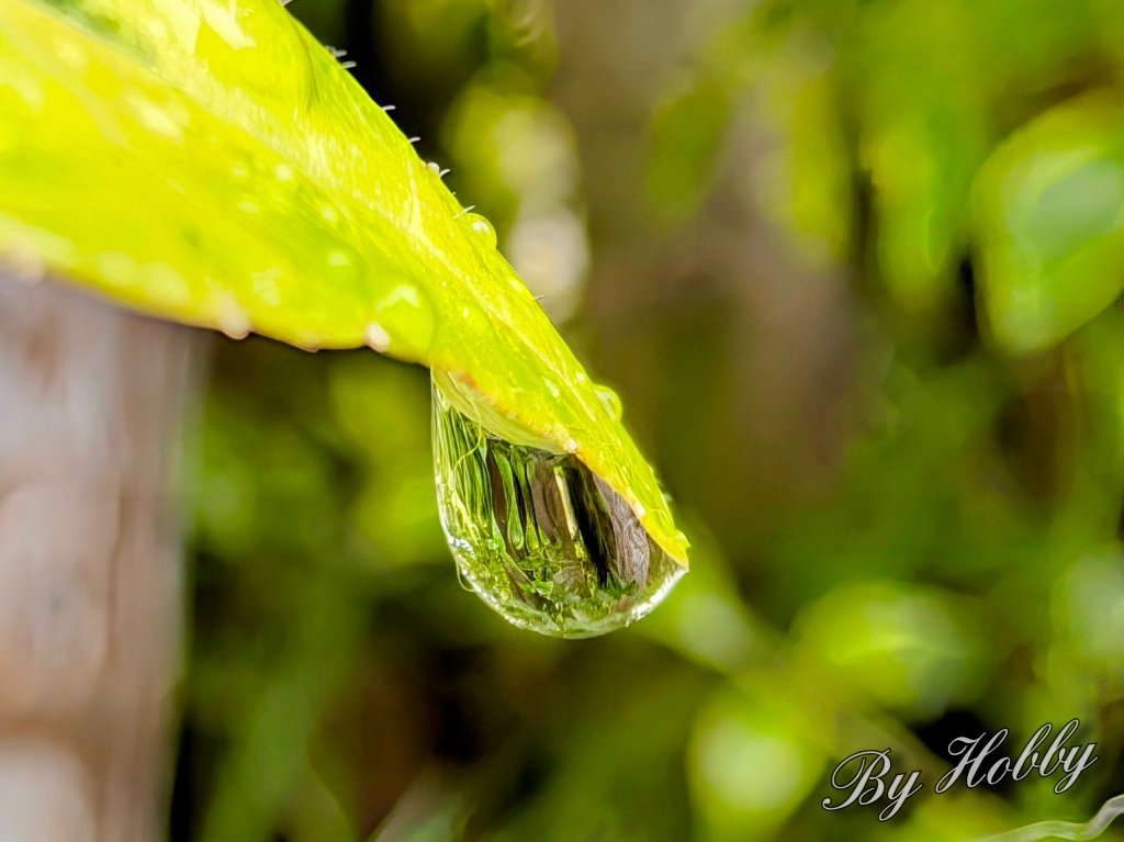 hobby_1st's tweet photo. おはよ〜ございます！
曇り雨です🌧️

おかげで涼しいですが、やはり湿度は高いですねぇ💦

今日も気楽にいきましょ〜✨

#android越しの私の世界 #スナップ写真 #Pixel9ProXL #お写ん歩 #キリトリノセカイ https://t.co/JKiZp5Bdnl