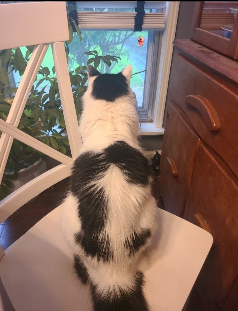 $jasper my smallest bag in dollar valuation , may become my largest.

In his silence he know all along.

Diamond Paws × Diamond hooves. $UFD