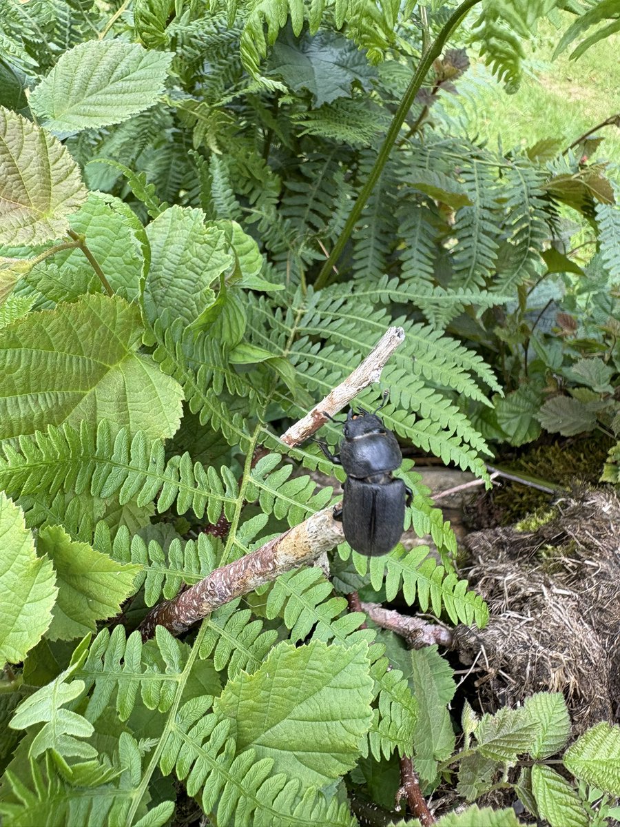 ReiRin🇩🇪🇯🇵 tweet media