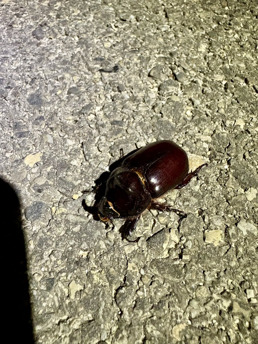 ReiRin🇩🇪🇯🇵 tweet media