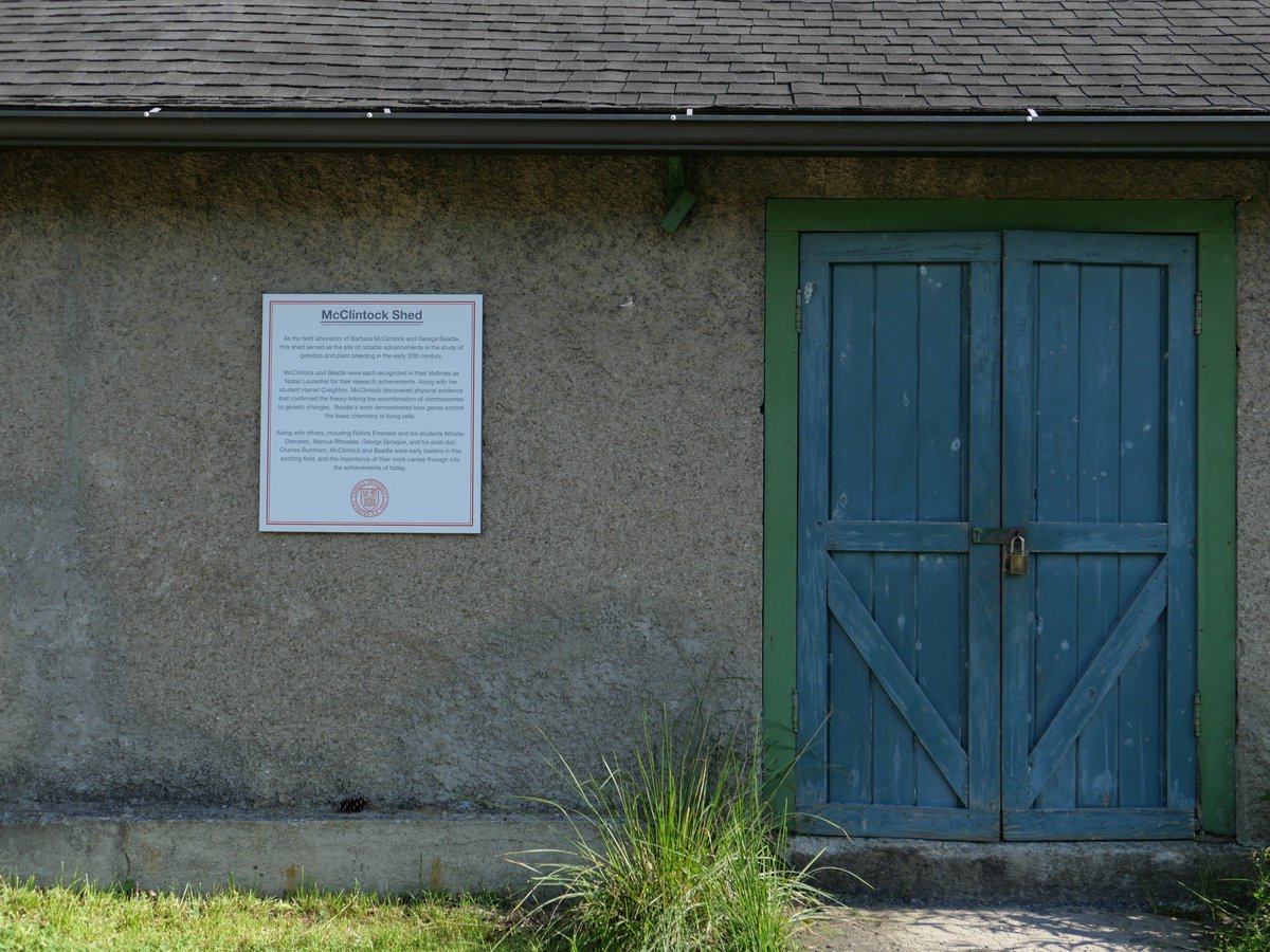 buzbarstow's tweet image. The McClintock Shed next to the Cornell Botanical Gardens, about a 5 minute walk from my lab. Transposons, so important to our work, were discovered here.