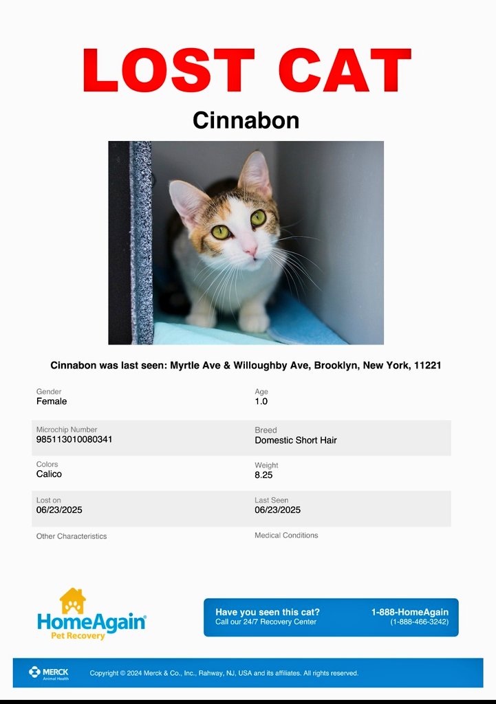 🌻Samson Cat🐱 (@meowmiya88) on Twitter photo 📢🇺🇲🆘️🗽⏳🚨💔😿Please RT to find Cinnabon #NYC #missingcat #lostcat #Brooklyn #CatsOfTwitter #CatsOfX <a href="/HAPetRescuer/">HomeAgain PetRescuer</a> 📢🇺🇲🆘️🗽⏳🚨💔😿Please RT to find Cinnabon #NYC #missingcat #lostcat #Brooklyn #CatsOfTwitter #CatsOfX <a href="/HAPetRescuer/">HomeAgain PetRescuer</a>