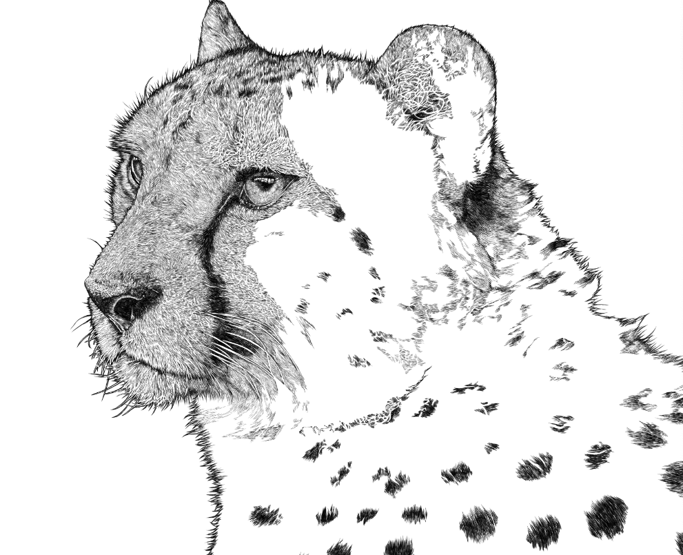 riverkg17's tweet photo. 次はチーターを制作中しています。今回のモチーフは、よこはま動物園ズーラシアのチーターです。　#ペン画イラスト #動物画 #動物画家 #チーター #野生動物  #動物園 #ズーラシア https://t.co/PY1HvQ1nMU