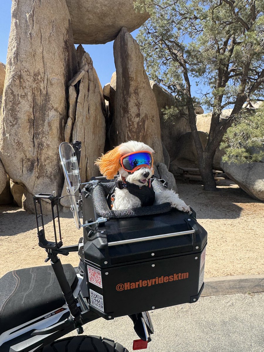 sprintsback's tweet image. Harley living his best life! #dog #motorcycle #adventurerider