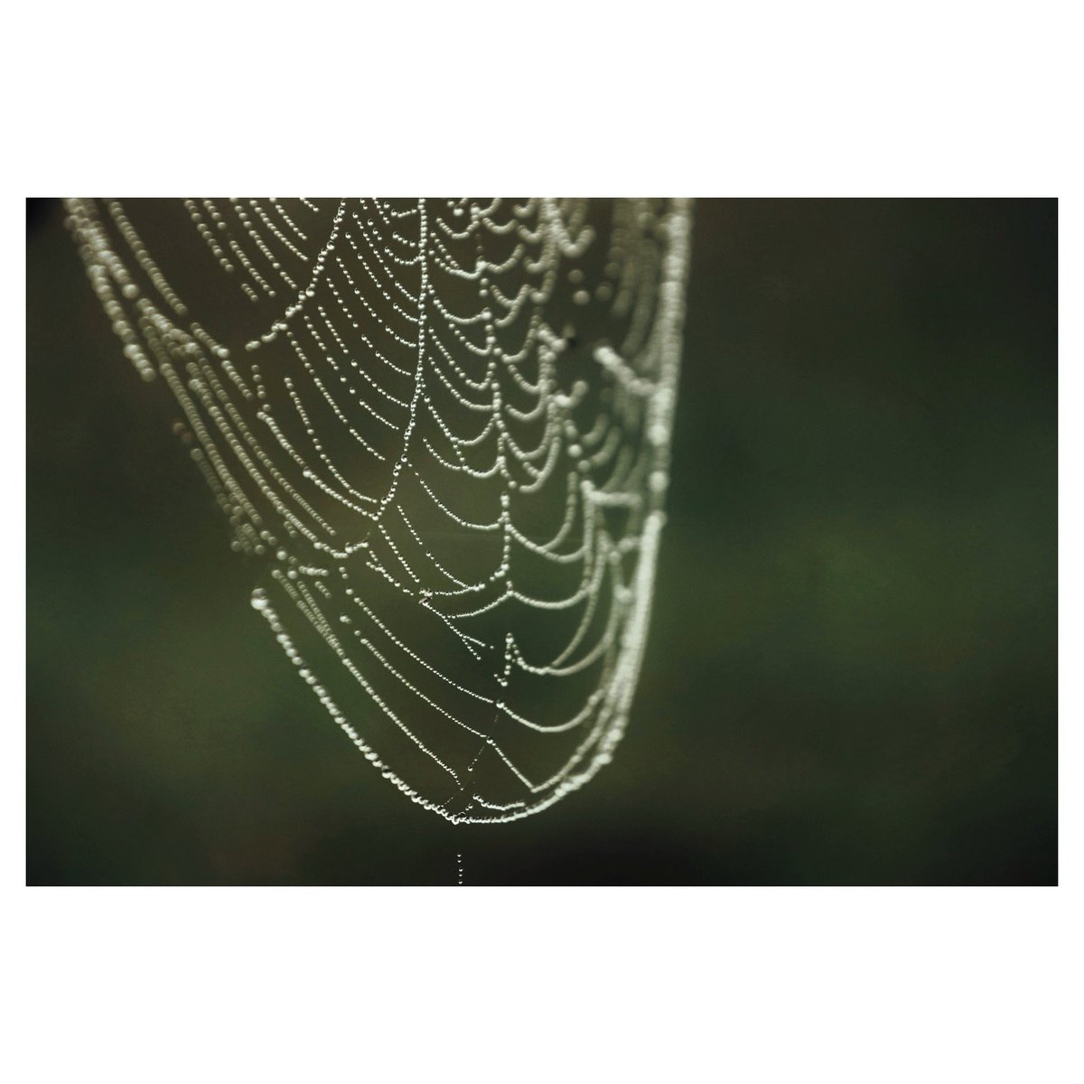 Learn the old ways of diagnosing things:
Omens in the weather, the bird’s call, a tongue, our nail beds, the sheen of an eye, an intuition aching to be known. … There are many things. 

Only a hundred years ago, one could still tell the weather coming by up to four days ahead,